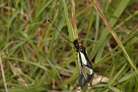 Libelloides coccajus